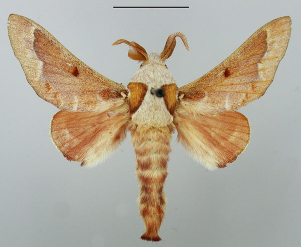 /filer/webapps/moths/media/images/P/pancala_Streblote_AM_TMSA_02.jpg