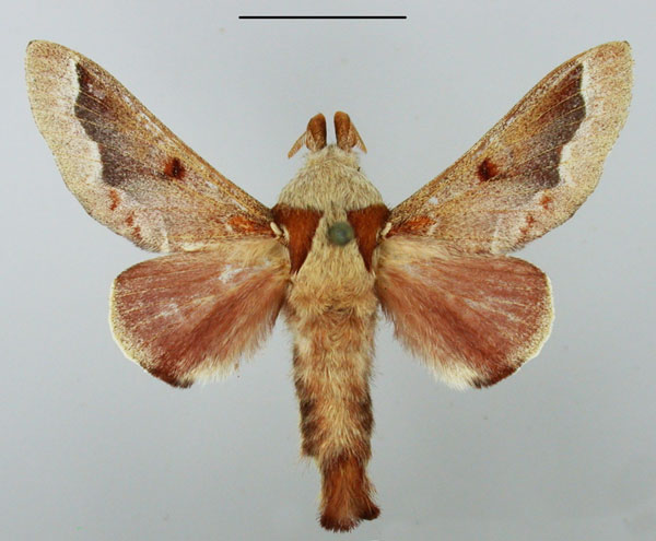 /filer/webapps/moths/media/images/P/pancala_Streblote_AM_TMSA_03.jpg