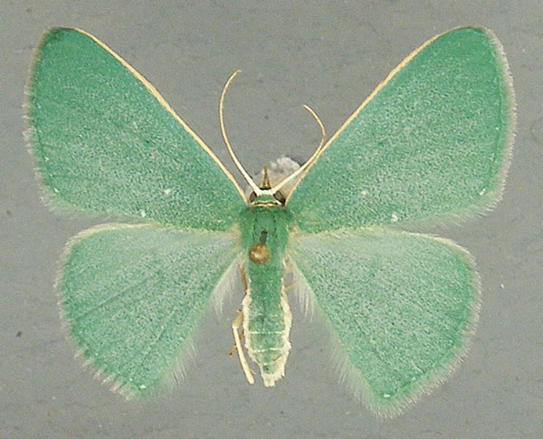 /filer/webapps/moths/media/images/P/panchlora_Prasinocyma_AF_TMSA_2lysgC9.jpg