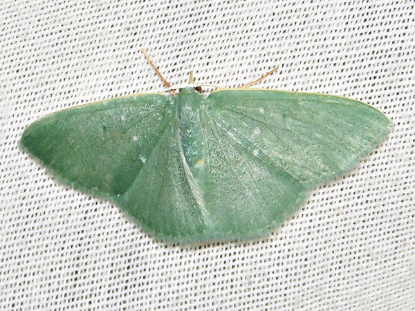 /filer/webapps/moths/media/images/P/panchlora_Prasinocyma_A_Braun.jpg