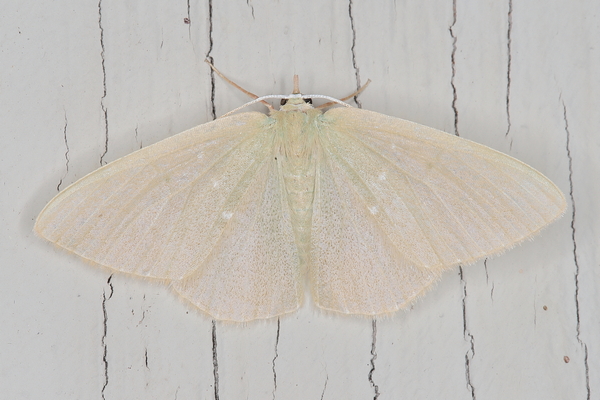 /filer/webapps/moths/media/images/P/panchlora_Prasinocyma_A_Heyns_01.JPG