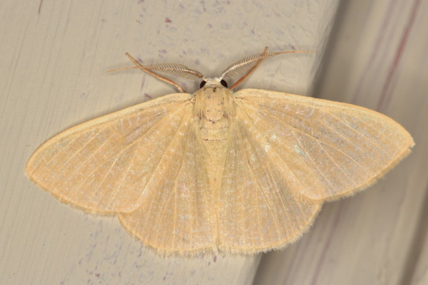 /filer/webapps/moths/media/images/P/panchlora_Prasinocyma_A_Heyns_02_jbqaXeF.jpg