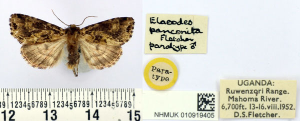 /filer/webapps/moths/media/images/P/panconita_Elaeodes_PT_BMNH.jpg