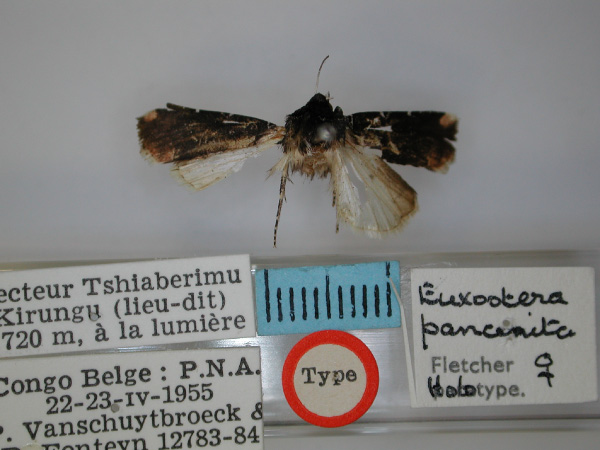 /filer/webapps/moths/media/images/P/panconita_Euxootera_HT_RMCA.jpg