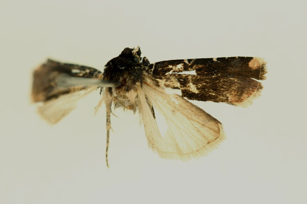 /filer/webapps/moths/media/images/P/panconita_Euxootera_HT_RMCA_02.jpg