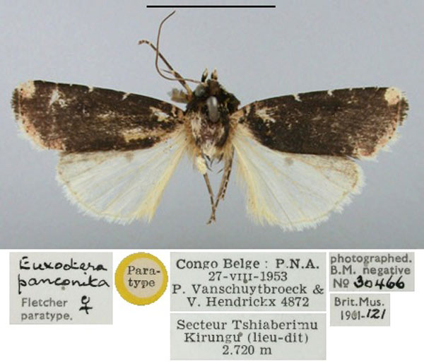/filer/webapps/moths/media/images/P/panconita_Euxootera_PT_BMNH.jpg