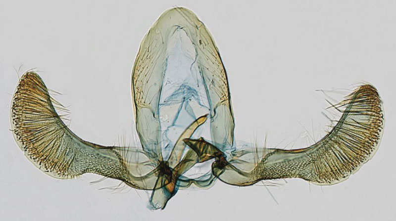 /filer/webapps/moths/media/images/P/pancoviana_Eucosmocydia_GMPT_NMK.jpg