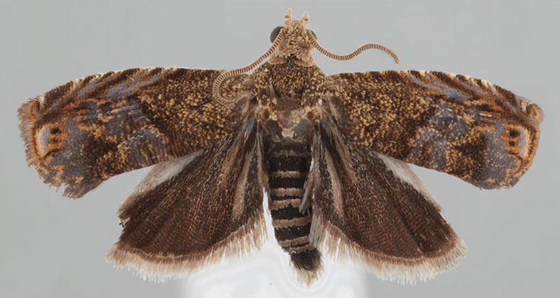 /filer/webapps/moths/media/images/P/pancoviana_Eucosmocydia_HT_NMK.jpg