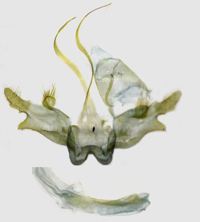 /filer/webapps/moths/media/images/P/pancrocopa_Homaloxestis_GMHT_RMCA.jpg