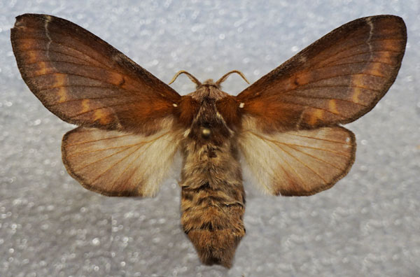 /filer/webapps/moths/media/images/P/panda_Streblote_AF_Stroehle.jpg