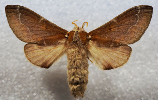 /filer/webapps/moths/media/images/P/panda_Streblote_AF_Stroehle_01.jpg