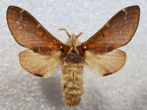 /filer/webapps/moths/media/images/P/panda_Streblote_AF_Stroehle_02.jpg