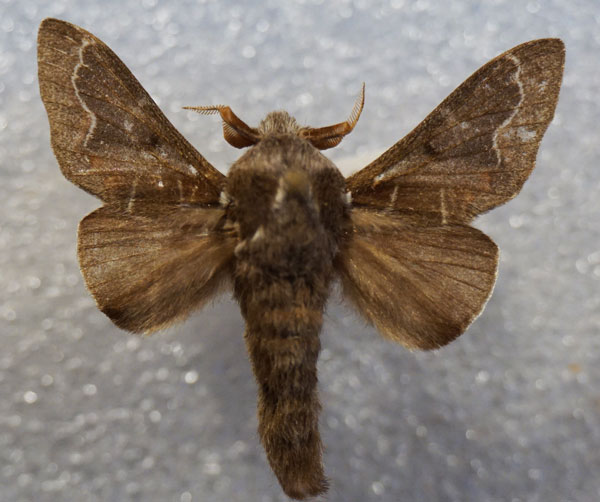 /filer/webapps/moths/media/images/P/panda_Streblote_AM_Stroehle.jpg