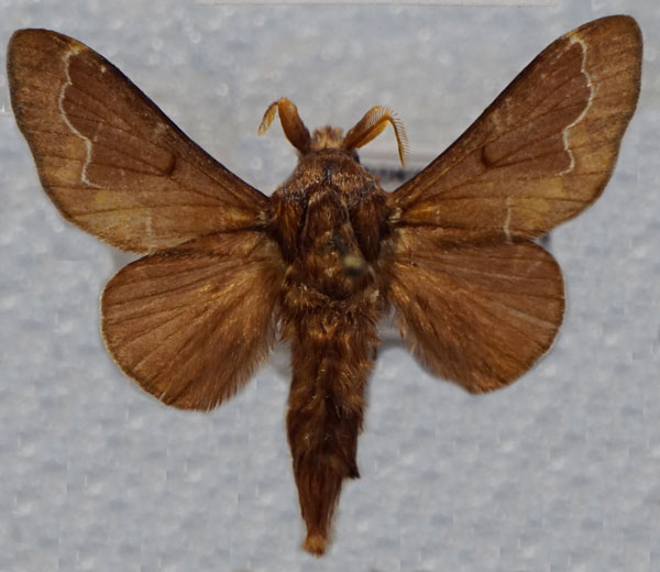 /filer/webapps/moths/media/images/P/panda_Streblote_AM_Stroehle_01.jpg