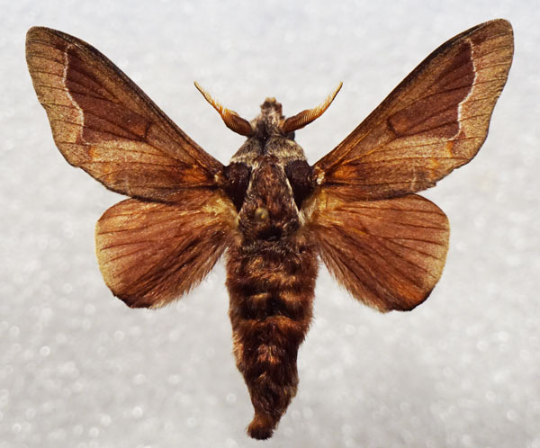 /filer/webapps/moths/media/images/P/panda_Streblote_AM_Stroehle_03.jpg