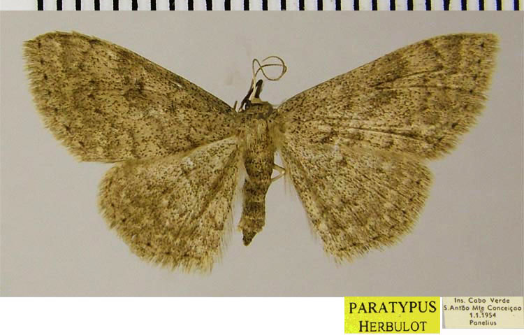 /filer/webapps/moths/media/images/P/paneliusi_Scopula_PTF_ZSM_01.jpg