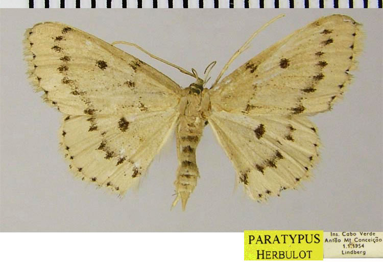 /filer/webapps/moths/media/images/P/paneliusi_Scopula_PTF_ZSM_02.jpg