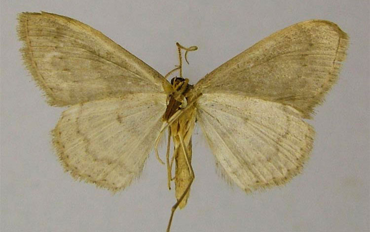 /filer/webapps/moths/media/images/P/paneliusi_Scopula_PTM_ZSMb.jpg