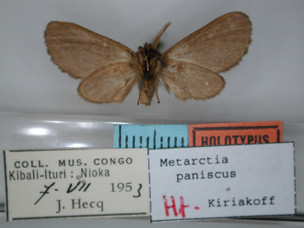 /filer/webapps/moths/media/images/P/paniscus_Metarctia_HT_RMCA_02.jpg