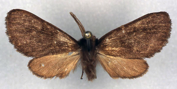 /filer/webapps/moths/media/images/P/paniscus_Metarctia_HT_RMCA_03.jpg