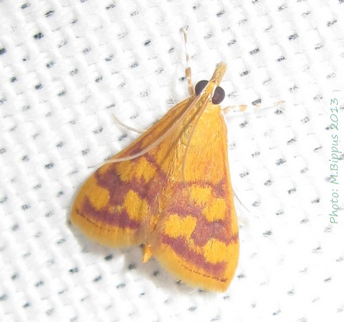 /filer/webapps/moths/media/images/P/panopealis_Pyrausta_A_Bippus_01.jpg