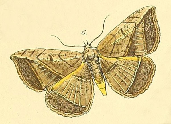 /filer/webapps/moths/media/images/P/panthera_Entomogramma_Felder_115_6.jpg