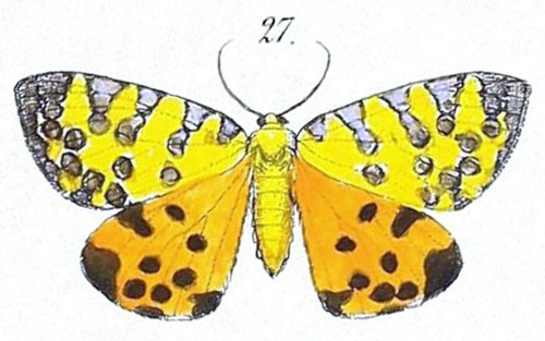 /filer/webapps/moths/media/images/P/pantheraria_Lomaspilis_HT_Felder_100-27.jpg
