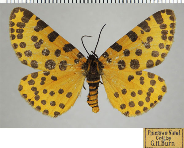 /filer/webapps/moths/media/images/P/pantheraria_Veniliodes_AM_ZSMa.jpg