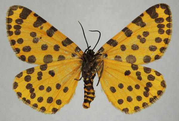 /filer/webapps/moths/media/images/P/pantheraria_Veniliodes_AM_ZSMb.jpg