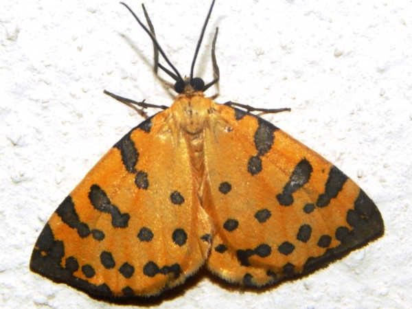 /filer/webapps/moths/media/images/P/pantheraria_Veniliodes_A_Grobler_01.jpg