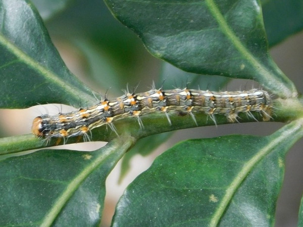 /filer/webapps/moths/media/images/P/pantheraria_Veniliodes_C_Grobler_01.jpg