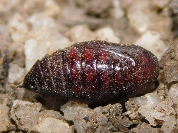 /filer/webapps/moths/media/images/P/pantheraria_Veniliodes_P_Grobler_01.jpg