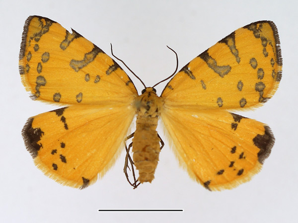 /filer/webapps/moths/media/images/P/pantheraria_Veniolides_AF_TMSA.jpg