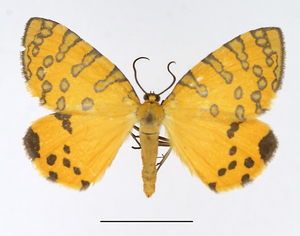 /filer/webapps/moths/media/images/P/pantheraria_Veniolides_AM_TMSA.jpg