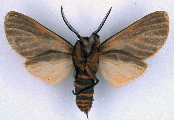 /filer/webapps/moths/media/images/P/panyamana_Metarctia_HT_BMNH_02.jpg