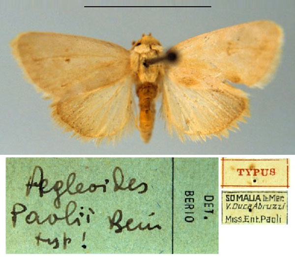 /filer/webapps/moths/media/images/P/paolii_Aegleoides_HT_MSNM.jpg