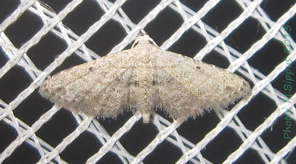 /filer/webapps/moths/media/images/P/papaziani_Araeopteron_A_Bippus.jpg