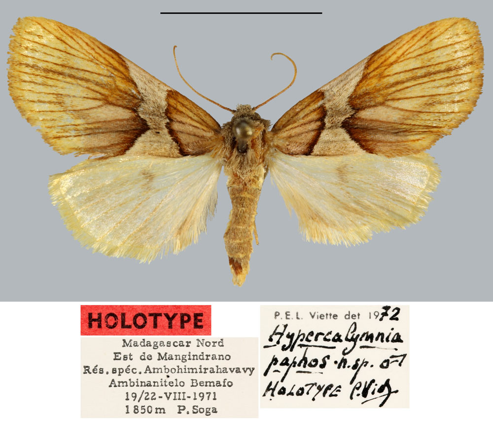 /filer/webapps/moths/media/images/P/paphos_Hypercalymnia_HT_MNHN.jpg