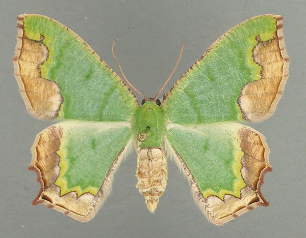 /filer/webapps/moths/media/images/P/papilio_Antharmostes_AF_TMSA.jpg