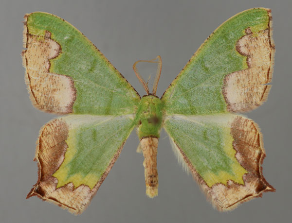 /filer/webapps/moths/media/images/P/papilio_Antharmostes_A_ZSM_01.jpg