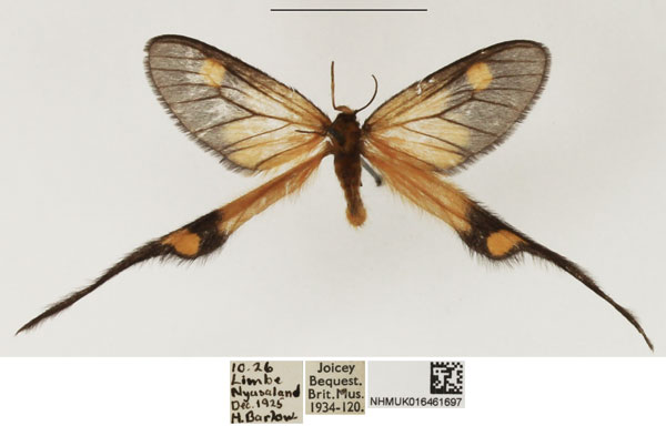 /filer/webapps/moths/media/images/P/papilionaria_Semioptila_AF_NHMUK.jpg