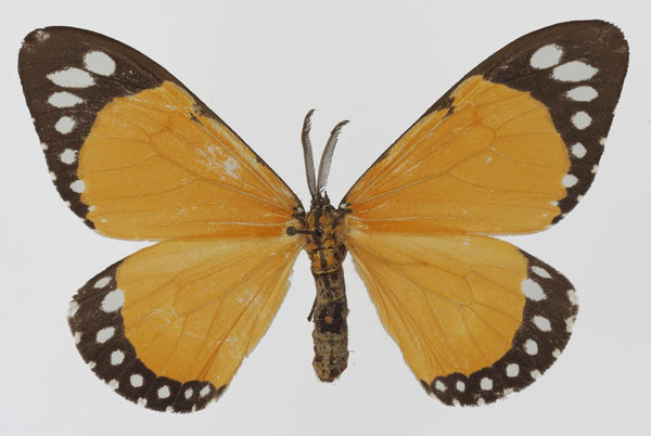 /filer/webapps/moths/media/images/P/papilionaris_Otroeda_AM_Aulombard.jpg