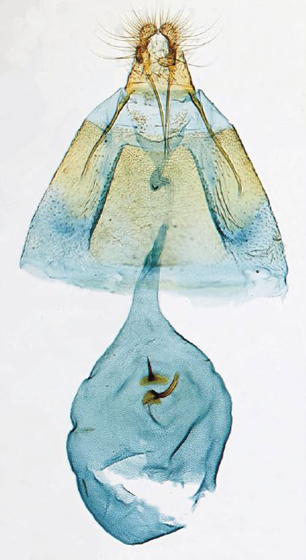 /filer/webapps/moths/media/images/P/pappeana_Eucosmocydia_GFPT_RMCA.jpg
