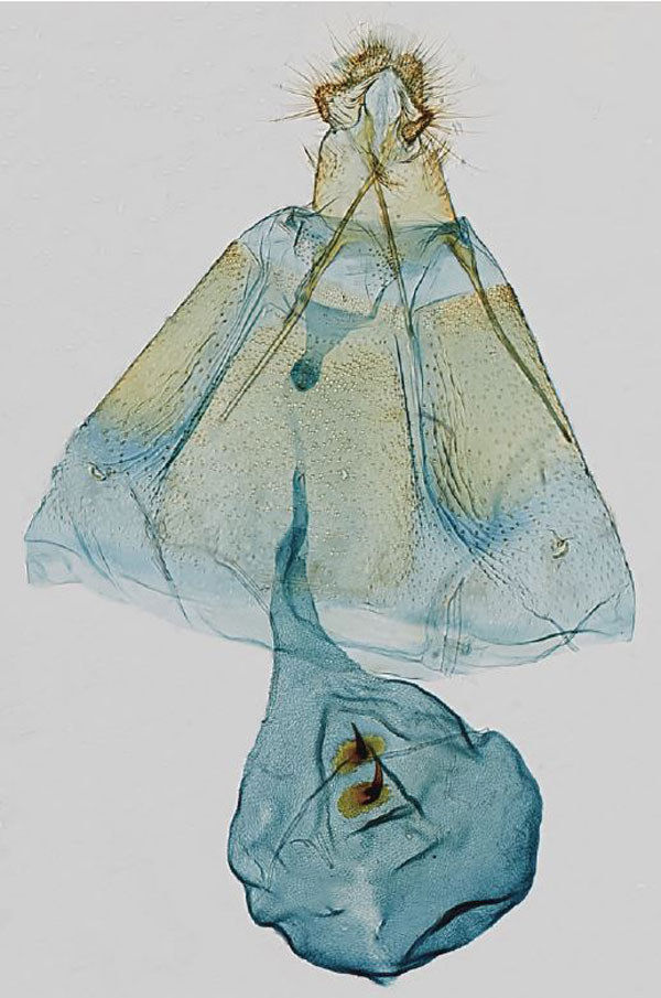 /filer/webapps/moths/media/images/P/pappeana_Eucosmocydia_GFPT_USNM.jpg