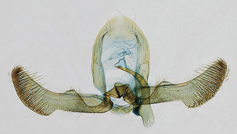 /filer/webapps/moths/media/images/P/pappeana_Eucosmocydia_GMPT_USNM.jpg