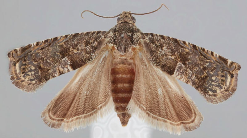 /filer/webapps/moths/media/images/P/pappeana_Eucosmocydia_PTF_NMK.jpg