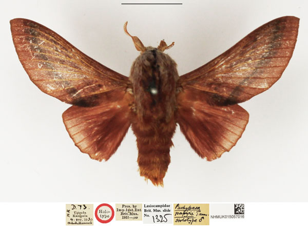 /filer/webapps/moths/media/images/P/papyri_Pachypasa_HT_NHMUK.jpg