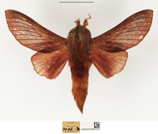 /filer/webapps/moths/media/images/P/papyri_Pachytrina_AM_NHMUK_01.jpg