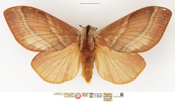 /filer/webapps/moths/media/images/P/papyroides_Pachypasa_HT_NHMUK.jpg
