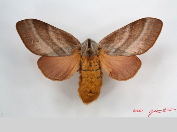 /filer/webapps/moths/media/images/P/papyroides_Pachytrina_AF_Alberta_01.jpg